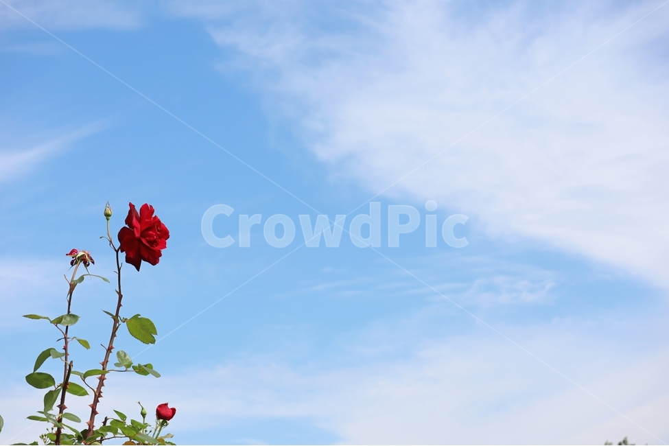 장미,파란하늘,구름,봄,풍경,식물,자연,plants,nature,꽃,flower