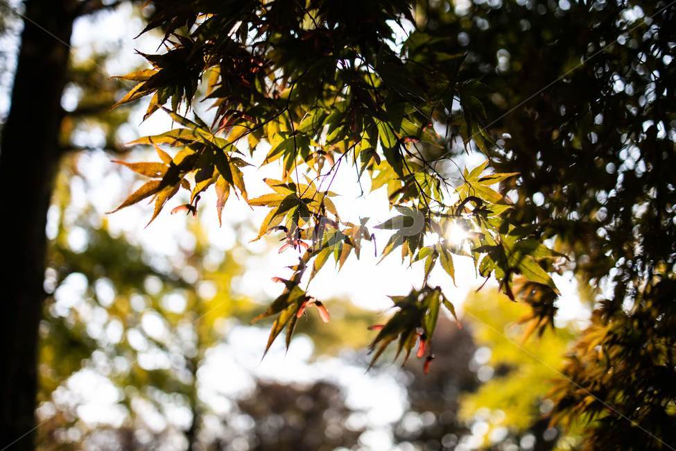 plant,식물,leaf,잎,가을,단풍,maple,가을하늘,나무,은행나무,autumn,가을,계절,fall,autumn,season,식물,자연,plants,nature