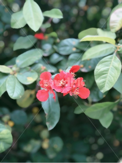 동백,동백꽃,꽃,자연,풀,식물,자연,plants,nature,꽃,flower