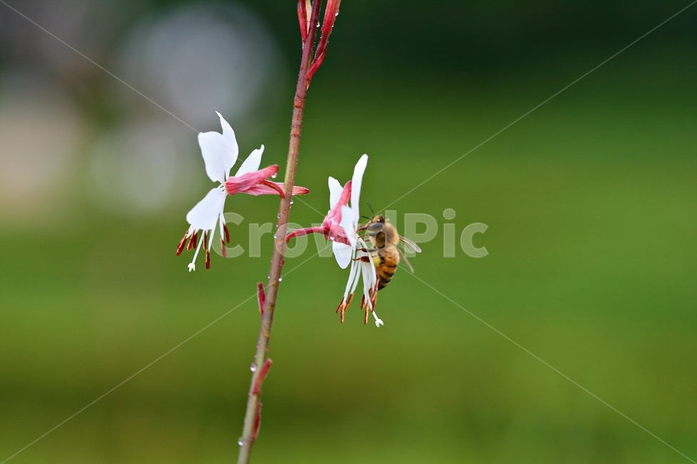 곤충,봄,식물,정원,자연,야외,식물,자연,plants,nature,꽃,flower,동물,animal,곤충,벌레,insect,bug