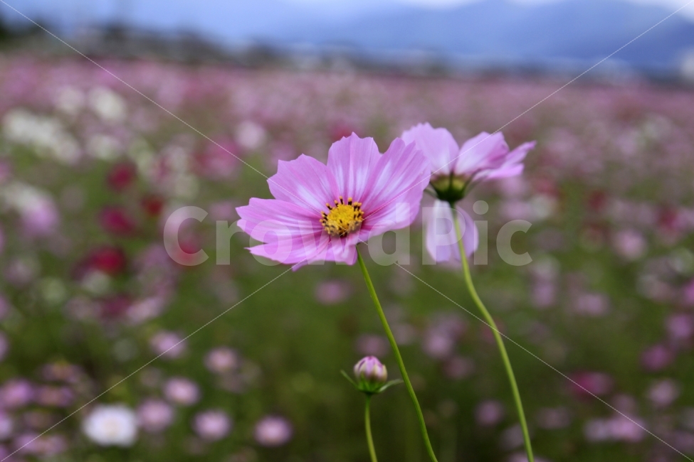 코스모스,가을,가을노래,가을여행,사랑,감사,희망,꽃,꽃사진,fall,autumn,season,plants,nature,flower,가을,계절,fall,autumn,season,식물,자연,plants,nature,꽃,flower,plant,daisy,데이지,blossom,daisies