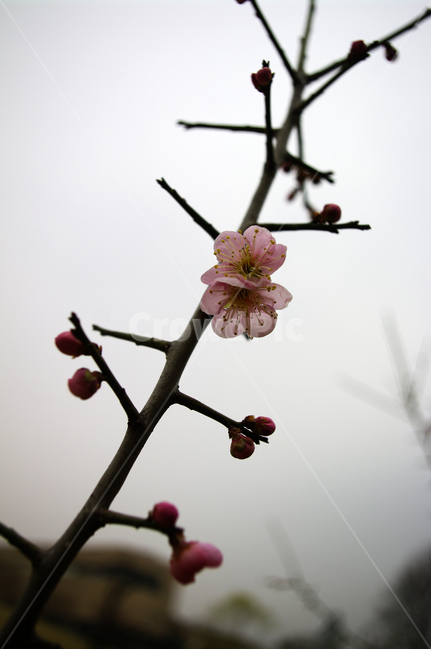 봄,spring,계절,식물,plant,자연,nature,꽃,flower,매화,식물,자연,plants,nature,꽃,flower