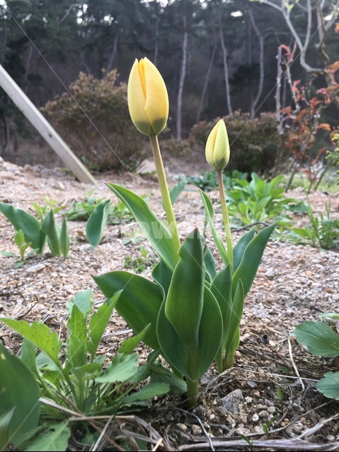 꽃,튤립,노란튤립,노란색,식물,봄,계절,spring,season,식물,자연,plants,nature,꽃,flower,plant