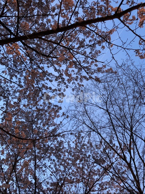 봄,여름,벚꽃,꽃,나무