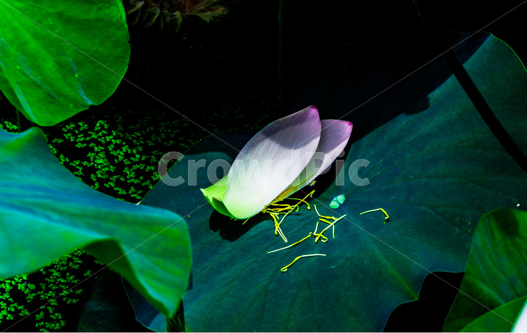 꽃잎,연잎,문양,무늬,개구리밥,낙화,식물,자연,plants,nature,꽃,flower