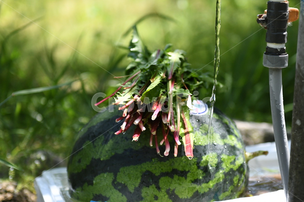 수박,여름,물,수돗가,과일,싱그러음,여름,계절,summer,season,음식,식재료,요리,food,cook,meal,dishes,food reserves,과일,열매,fruit,채소,야채,vegetables,plant,식물,watermelon