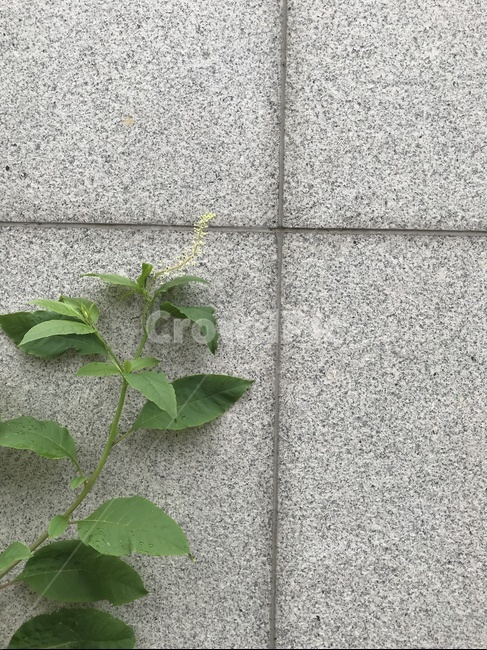 자연,식물,아이비,벽,담쟁이덩굴,담쟁이,녹색,초록