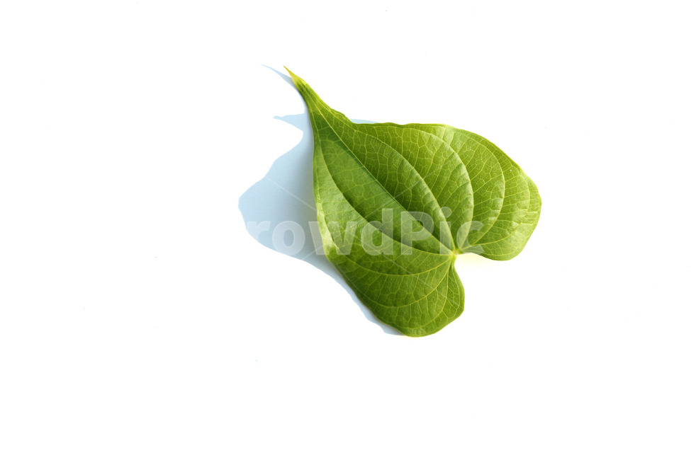 closeup,fresh,green,heart,heartshape,leaf,leaves,natural,nature,plant,sponge gourd,클로즈업,신선한,그린,녹색,하트,하트모양,모양,하트잎,잎,나뭇잎,잎사귀,초록색,자연,식물,수세미잎,흰배경,그림자,식물,자연,plants,nature,누끼,remove background