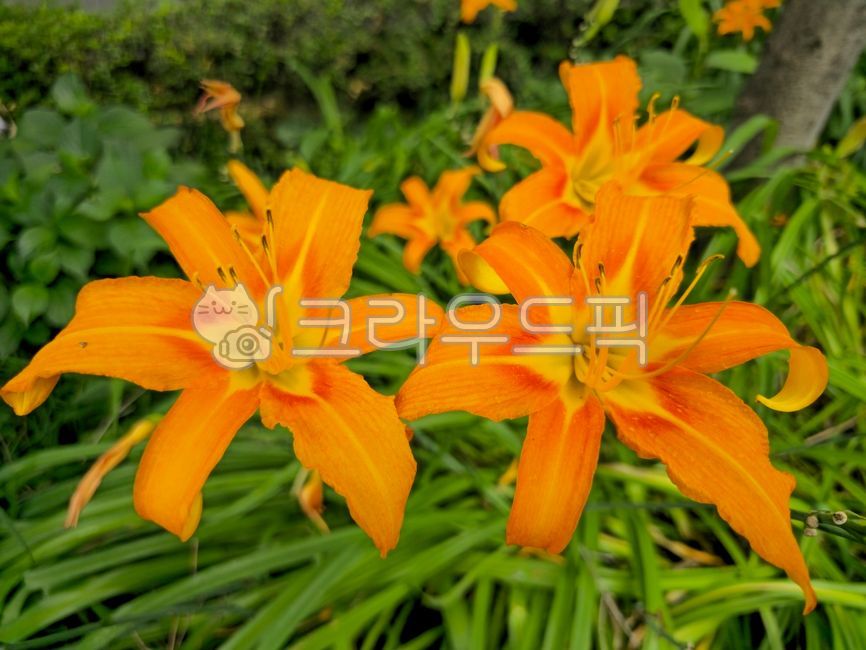 Daylily,daylily,daylily,large double daylily,double-layered daylily,single-headed daylily,lily tree,ornamental,orange flower