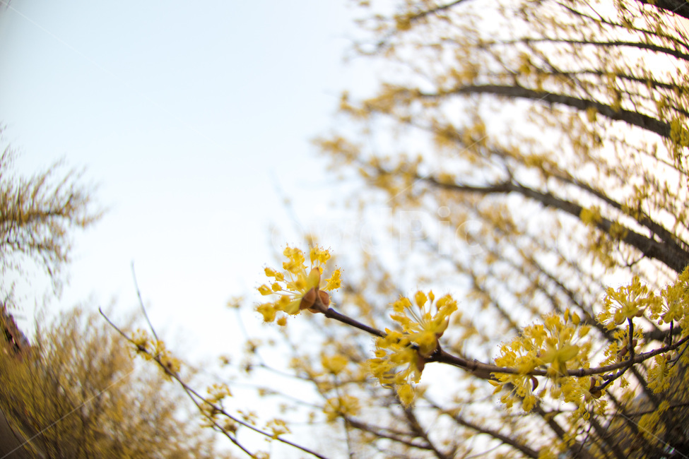 어안,봄꽃,산수유,구례,꽃,봄,계절,spring,season,식물,자연,plants,nature,꽃,flower