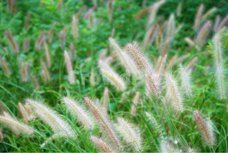 식물,강아지풀,여름,초록색,꽃,푸르름,식물,자연,plants,nature
