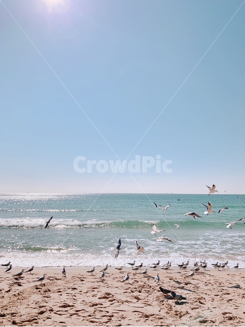 바다,갈매기,하늘,새,파도,모레,흙,자연,풍경,nature,landscape,해변,바다,beach,sea,동물,animal,조류,새,birds,leisure activities,레저 활동,adventure,모험