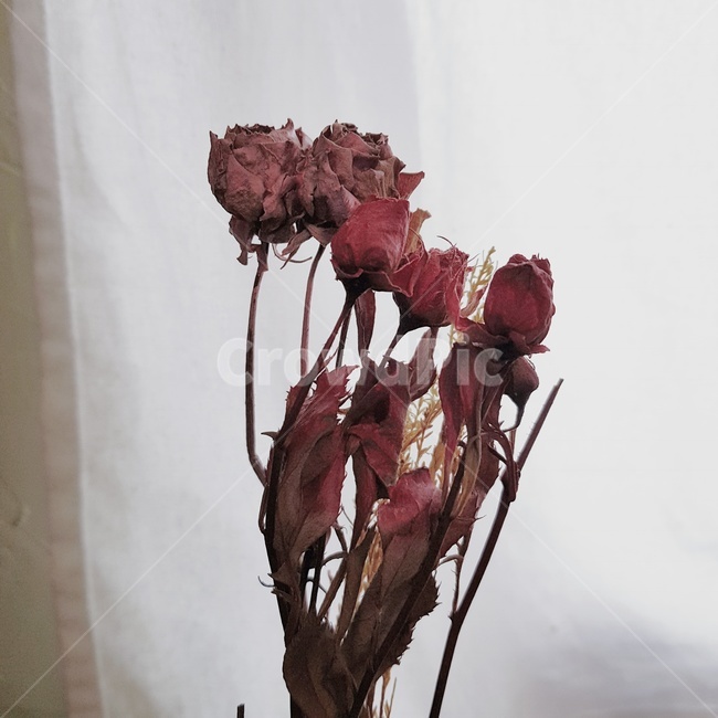 꽃,시든,장미,빚바랜,분홍,풍경,분위기,꽃,flower,인테리어,실내디자인,interior design