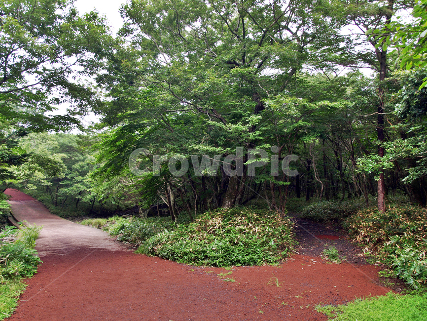 숲,숲길,사려니숲길,제주,자연림,휴양림,힐링,명소,비경,나무,풍경,자연,tree,plant,식물