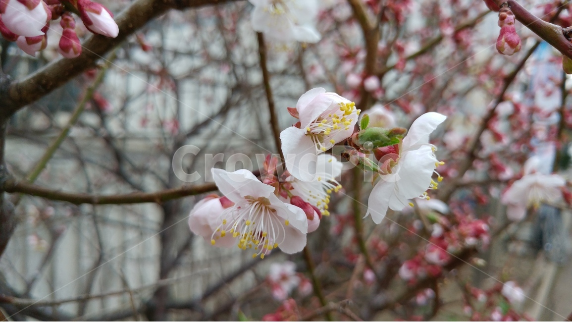 벚꽃,봄,흰색,자연,생명,새싹,봄,계절,spring,season,식물,자연,plants,nature,꽃,flower,plant,blossom,cherry blossom