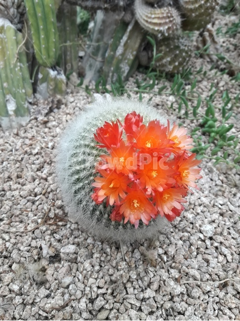 꽃,봄꽃,식물,flower,봄,spring