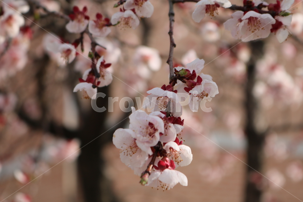 plant,식물,blossom,꽃,flower,벚꽃