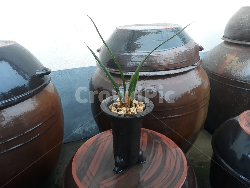 난,장독대,시골장독대,비오는날시골,시골풍경