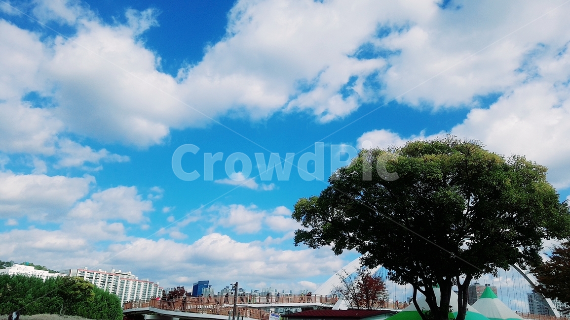 하늘,나무,구름,자연,풍경