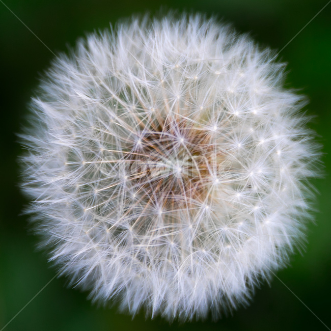 민들레,홀씨,자연,접사,동그라미,원형,식물,자연,plants,nature,꽃,flower