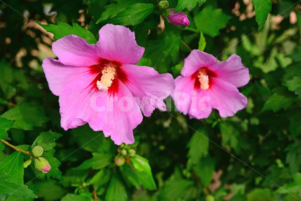 무궁화,나라꽃,꽃,우리꽃,국화,분홍색,핑크색,배경,바탕,백그라운드,flowers,korean,mugunghwa,roseofsharon,hibiscus,식물,나무꽃,아름다움,꽃송이,꽃잎,잎사귀,우리나라꽃,nationalflower,background,plant,blossom,한국적