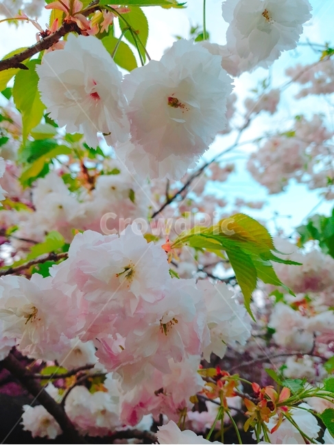 벚꽃,꽃,flower,cherryblossom,꽃나무