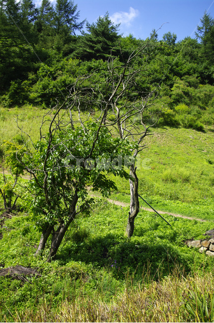 하늘,구름,식물,plant,자연,풍경,여름,초록,나무,자연,풍경,nature,landscape