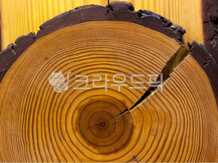 pine tree,For pulp,tree background,tree,nikideda pine tree,section,wood,design background,plywood