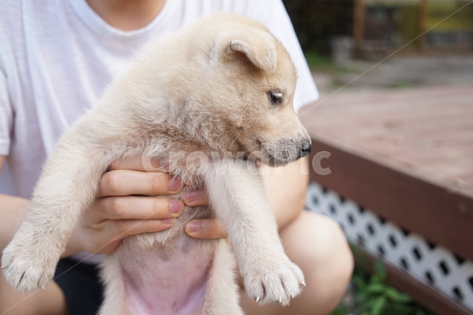 강아지,똥개,귀여운,개,아이보리,남자