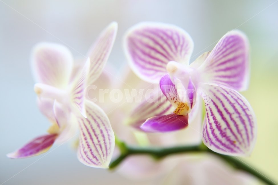 꽃,자연,접사,호접란,보라,감성,식물,자연,plants,nature,꽃,flower