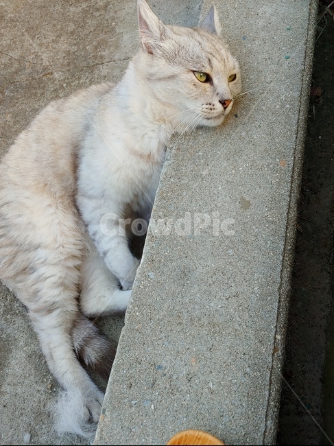 고양이,집고양이,피곤한,기대어있는,누워있는,동물,animal,포유류,mammal,고양이,cat,kitten,kitty