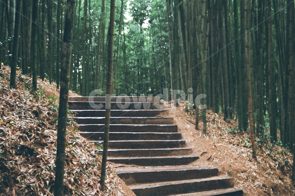 담양,한국,대나무,마을,nature,sky,bamboo