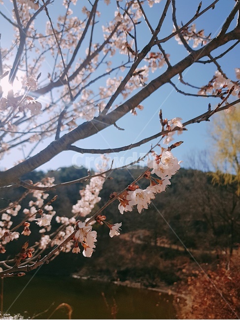벚꽃,봄,햇빛,cerryblossoms,3월