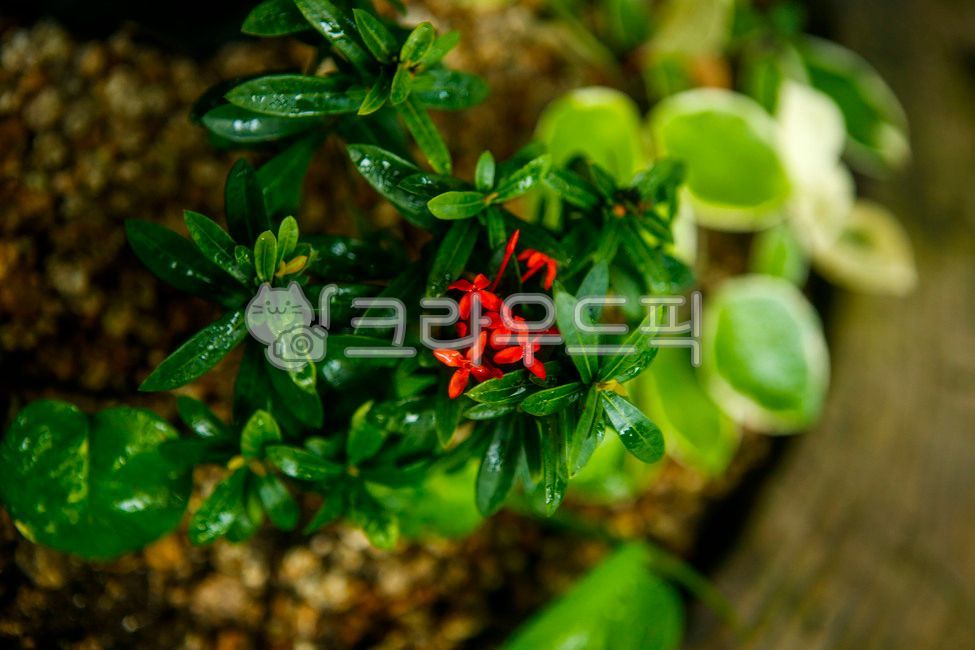 greenhouse,Botanical garden,leaf,Insect Botanical Garden,flower,Ixora,Seoul Forest,plant