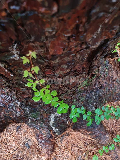 나무,자연,식물,잎,넝쿨,덩굴,뿌리,줄기,tree,plant,leaf,nature,bine,식물,자연,plants,nature