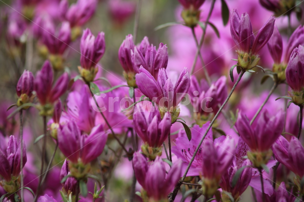 철쭉,철죽,봄,rhododendronschlippenbachii,royalazalea