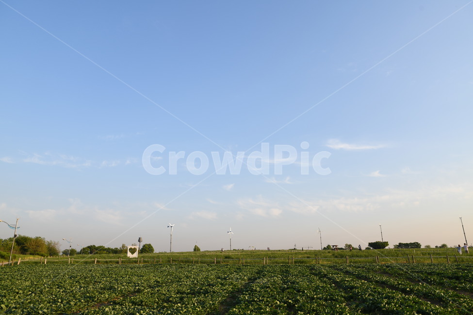 nature,자연,outdoors,옥외,field,하늘공원,자연,풍경,nature,landscape,들,grassland,목초지