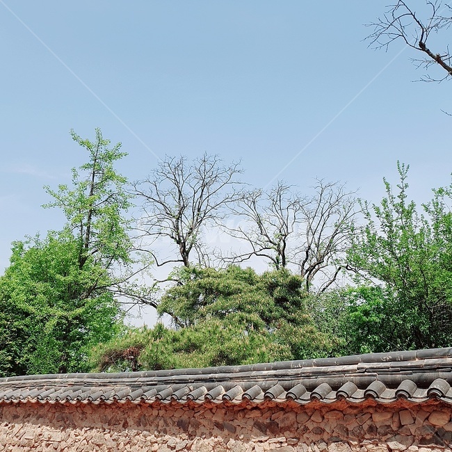 하늘,나무,풀,한옥,하회마을,하늘색,자연,풍경,배경,초록,초록색,nature,green,sky,tree