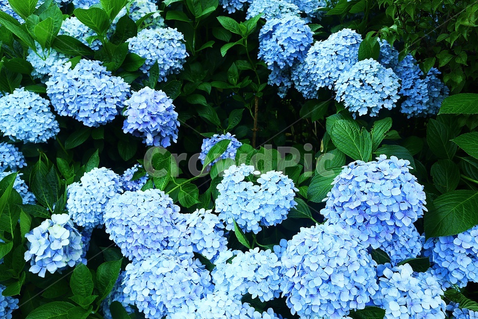 수국,여름,자연,꽃,식물,식물,자연,plants,nature,꽃,flower
