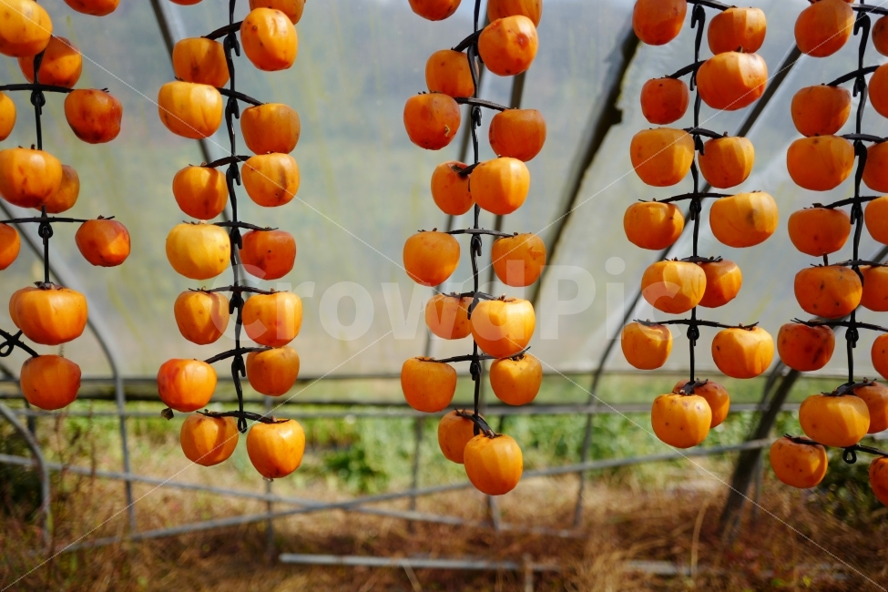 감,홍시,곶감,감껍질,과일,시골풍경,시골,가을,가을풍경,가을,계절,fall,autumn,season,음식,식재료,요리,food,cook,meal,dishes,food reserves,과일,열매,fruit,산업,industry,industrial,농업,농사,agriculture,farming,farming industry,plant,식물,persimmon