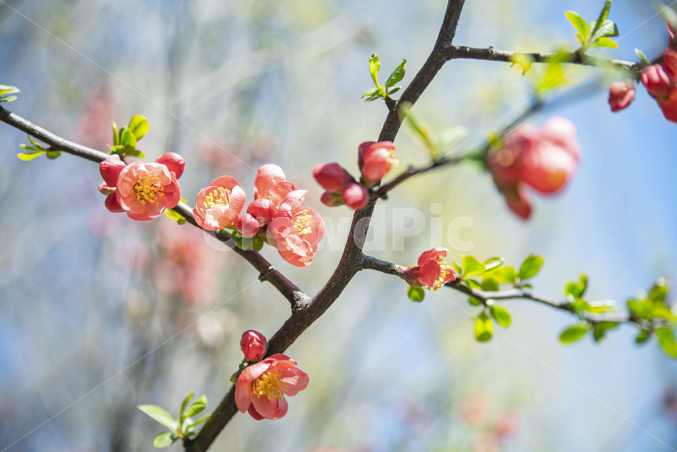 봄꽃,빨강,꽃나무,꽃,빨강꽃,plant,식물,식물,자연,plants,nature,꽃,flower
