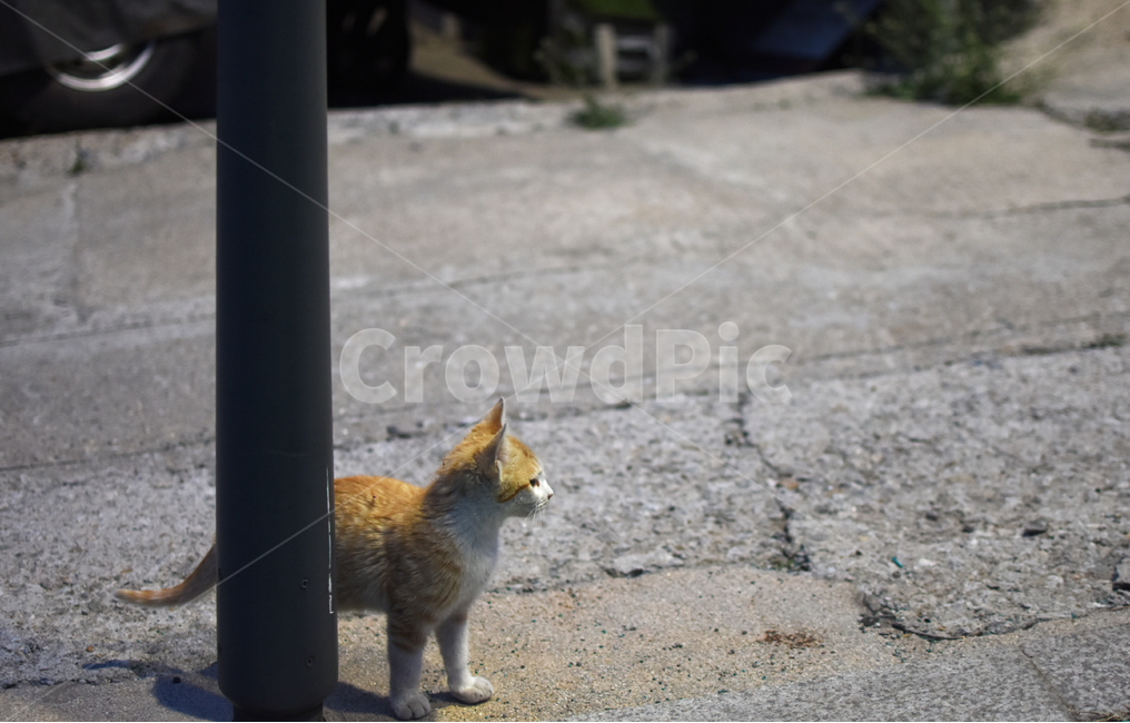 고양이,길고양이,개냥이,애완동물,반려동물,동물,animal,포유류,mammal,고양이,cat,kitten,kitty