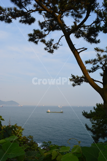 바다,부산바다,전망,소나무,바다풍경,하늘,감성,자연,풍경,nature,landscape,land,땅,outdoors,옥외,water,물,ocean,대양,sea,plant,식물,tree,나무