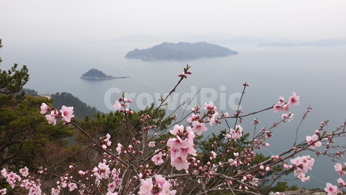 사량도,사량도지리산,진달래,봄,풍경,바다,섬
