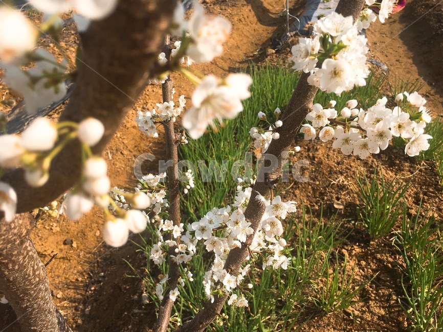 앵두꽃,꽃,밭,나무,흙,농촌,꽃피다,bloom,cherryflower,야외,farm,white,tree,flowerplant,계절,봄,꽃나무,잡초