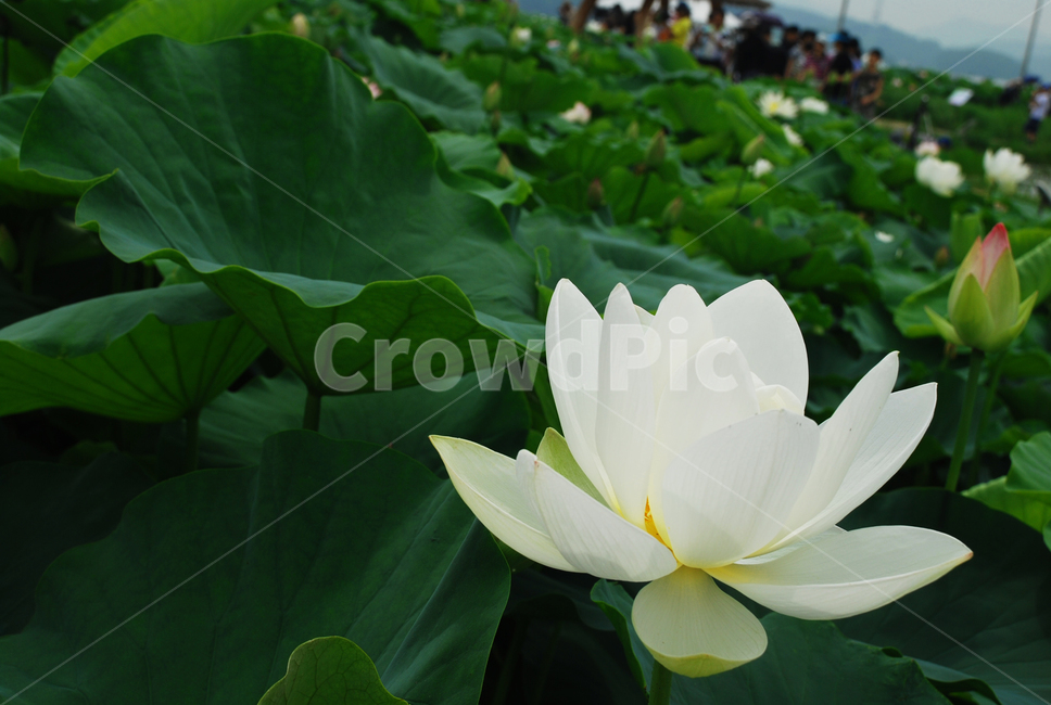 꽃,연꽃,flower,pond,whiteflower,흰꽃
