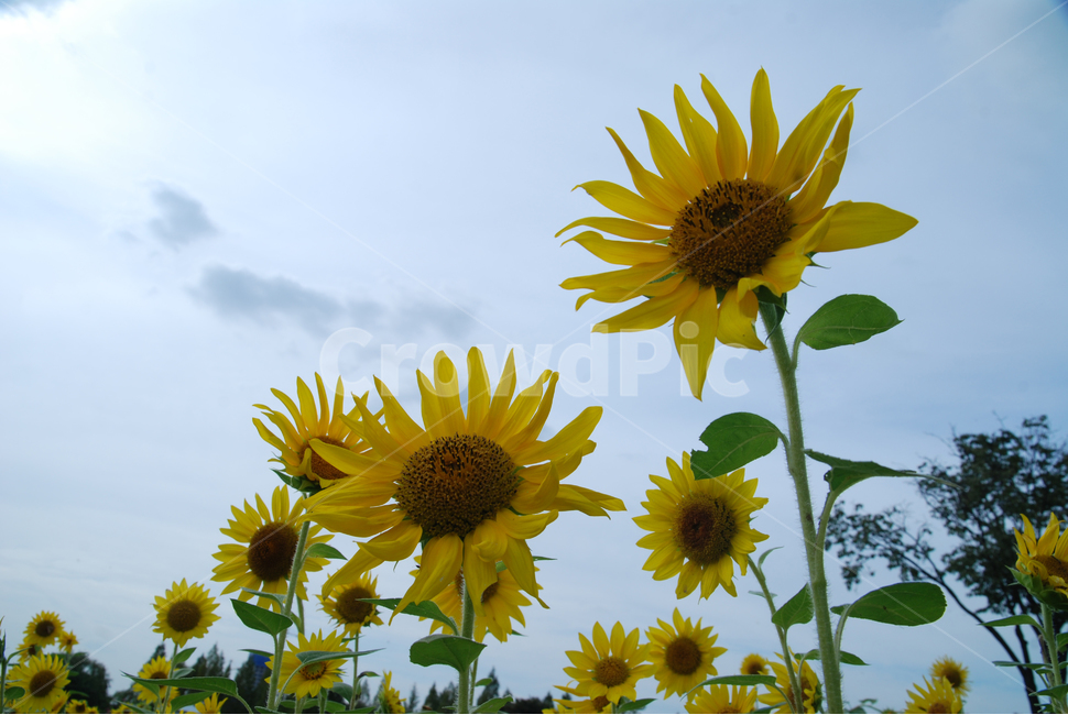 해바라기,가을,가을꽃,노랑꽃,계절,여름,계절,summer,season,가을,fall,autumn,식물,자연,plants,nature,꽃,flower,plant,blossom