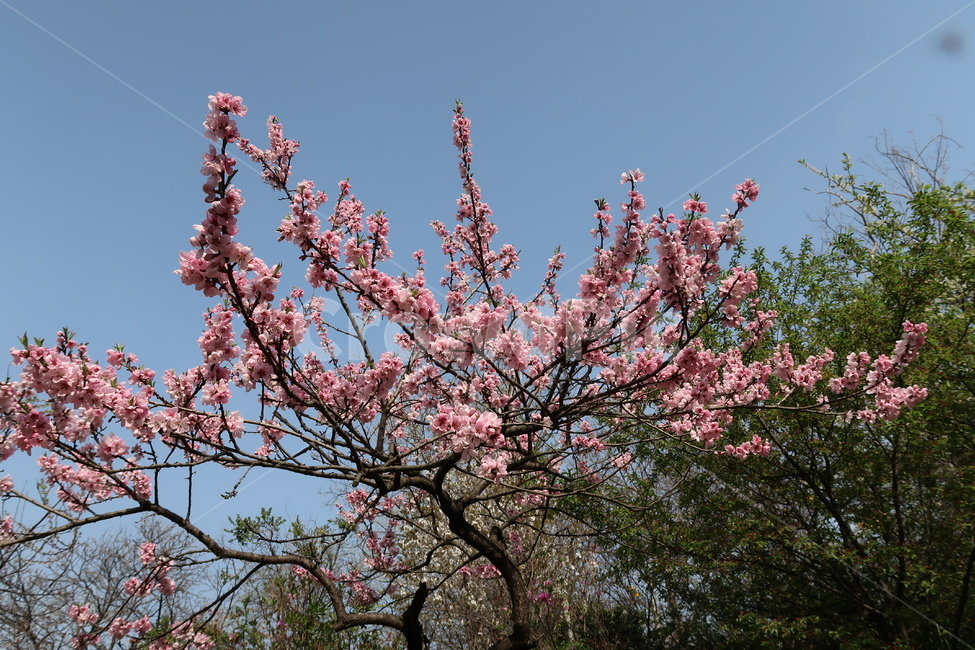 flower,blossom,꽃,plant,식물,vegetation,초목,forest,land,나무,나라,숲,woodland,outdoors,삼림지,nature,자연,path,통로,작은숲,grove,tree