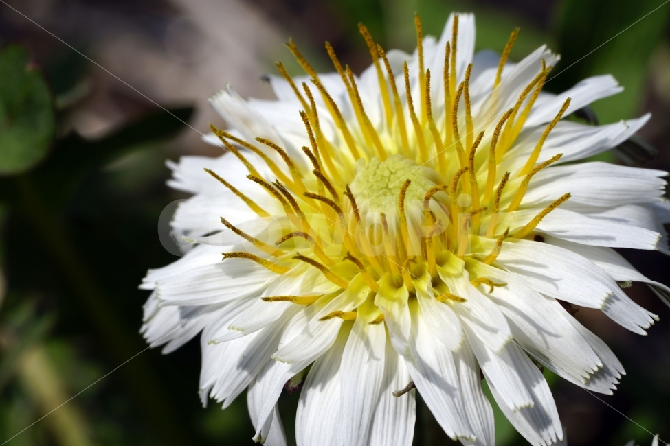 봄,꽃,자연,식물,플라워,spring,flower,nature,plants,민들레,이파리,꽃봉오리,접사,macro,클로즈업,closeup,tree,숲,숲속,산림,삼림,조경,봄꽃,감성,힐링,풍경,landscape,식물,자연,plants,nature,꽃,flower