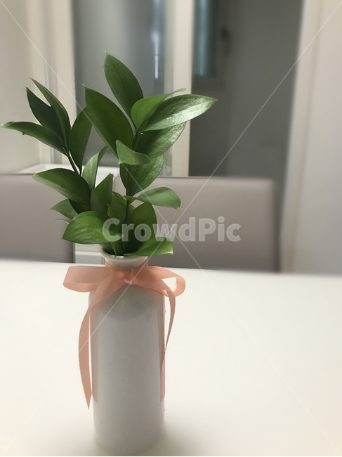 꽃병,식물,실내화초,화분,인테리어,plant